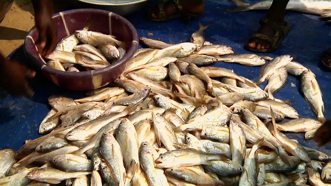 Ghana: Six mois d’embargo sur l’importation d’une espèce de poisson