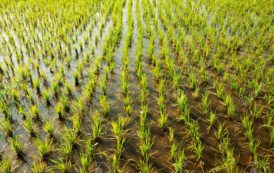 Le Gabon et la Corée du Sud lance un projet de riziculture