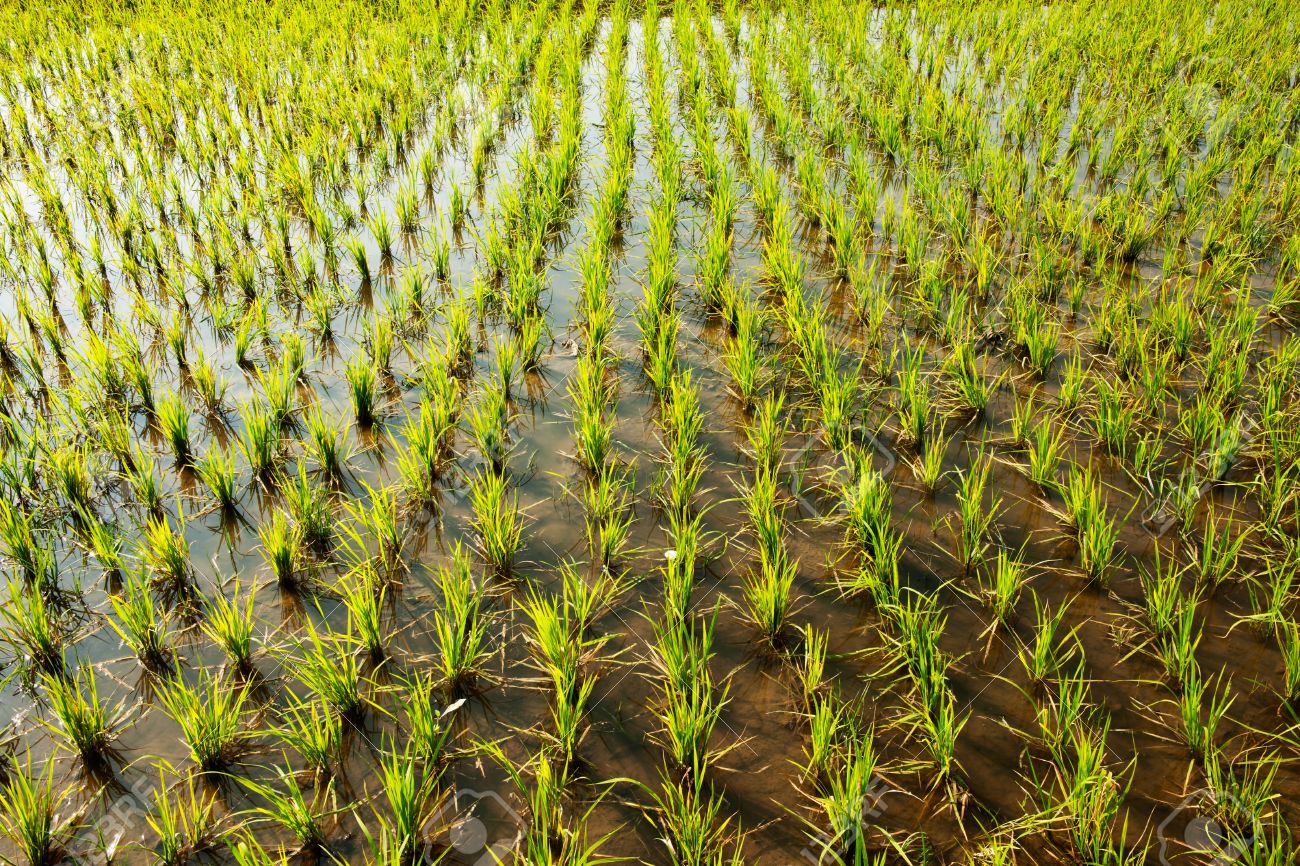 Le Gabon et la Corée du Sud lance un projet de riziculture