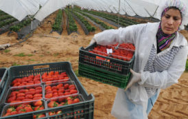 Des ONG appellent au respect des droits des ouvrières saisonnières en Espagne