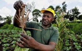 Forte mise en marché des céréales en Afrique de l’Ouest, selon le Roac