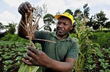 Forte mise en marché des céréales en Afrique de l’Ouest, selon le Roac