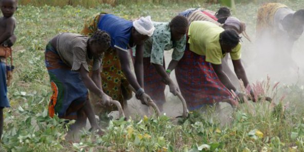 Start-up de la semaine : Nkalo, le service d’information qui conseille les agriculteurs africains