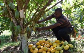 La déforestation se poursuit en Côte d’Ivoire et au Ghana à cause du cacao