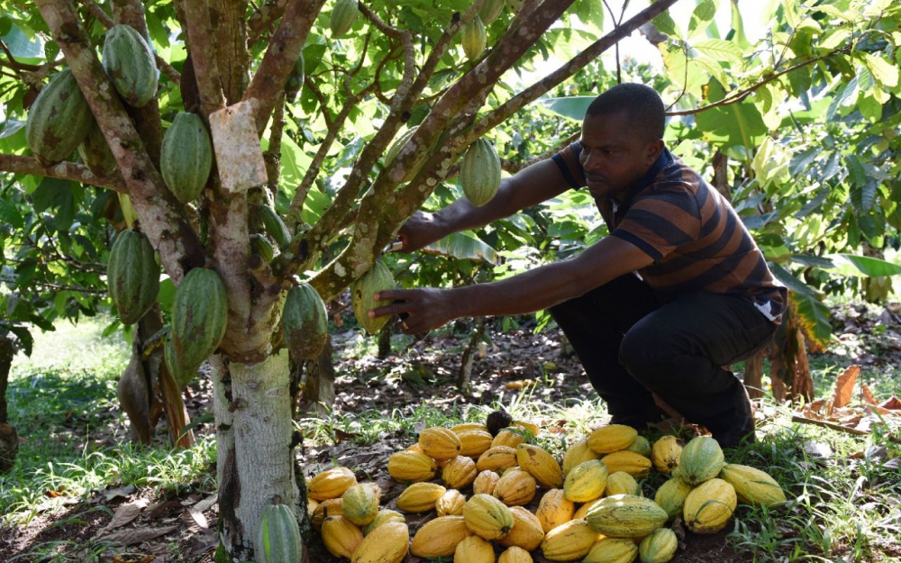 La déforestation se poursuit en Côte d’Ivoire et au Ghana à cause du cacao