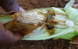 75% des céréales touchés par la chenille du légionnaire au Cameroun
