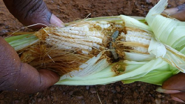 75% des céréales touchés par la chenille du légionnaire au Cameroun