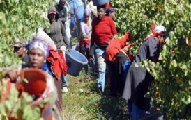 139 exploitations agricoles sud-africaines peuvent être enlevées à des propriétaires blancs sans compensation – Rapports