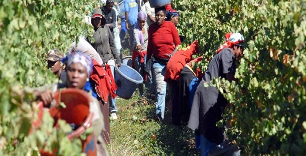 139 exploitations agricoles sud-africaines peuvent être enlevées à des propriétaires blancs sans compensation – Rapports