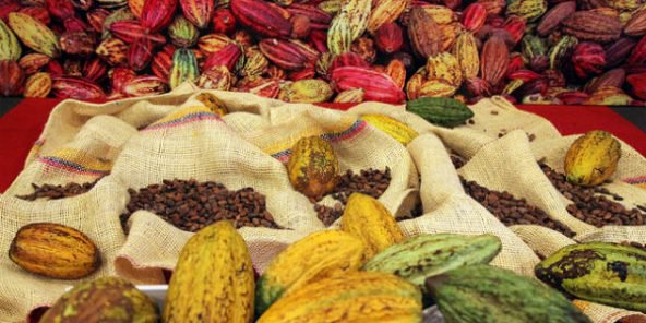 Cameroun : la production commercialisée de cacao enregistre une baisse de 14%