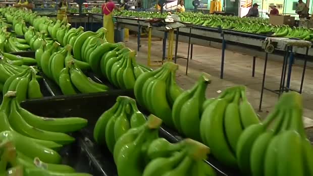 La Nouvelle-Zélande cherche des bananes