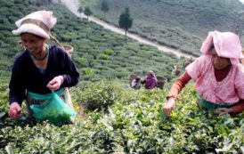 Menace sur le thé Darjeeling