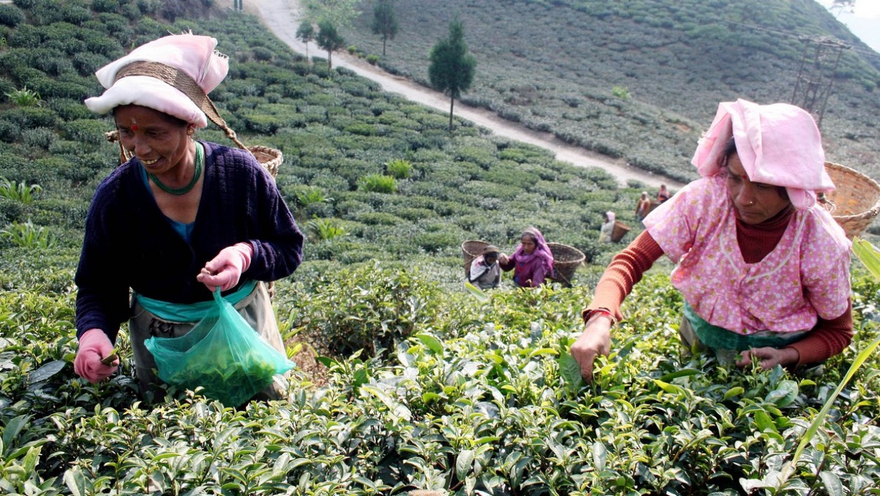 Menace sur le thé Darjeeling