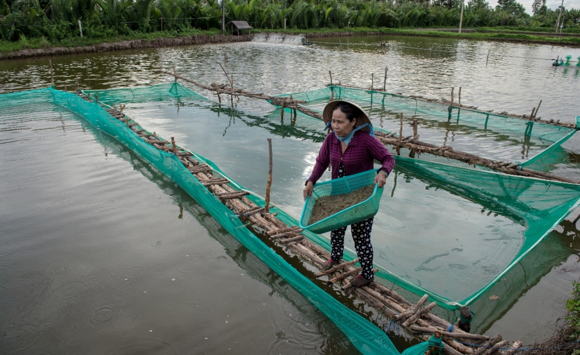 Les crevettes font la fortune des riziculteurs vietnamiens