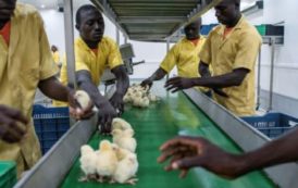 Fermiers zimbabwéens expatriés au Nigeria : les derniers vétérans produisent coûte que coûte