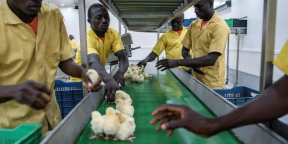 Fermiers zimbabwéens expatriés au Nigeria : les derniers vétérans produisent coûte que coûte