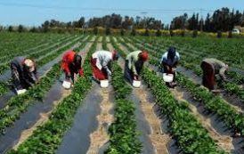 Côte d’Ivoire-Agrobusiness: le gouvernement annonce le démarrage des remboursements avant fin février