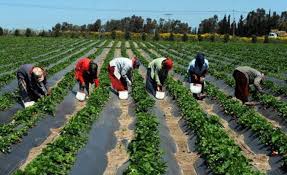 Côte d’Ivoire-Agrobusiness: le gouvernement annonce le démarrage des remboursements avant fin février