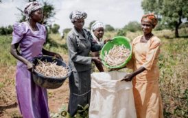 Du niébé amélioré pour les petits exploitants ghanéens