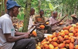 Cameroun : La filière cacao en souffrance, voici des pistes pour améliorer