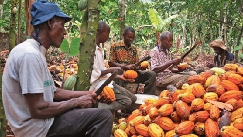 Cameroun : La filière cacao en souffrance, voici des pistes pour améliorer