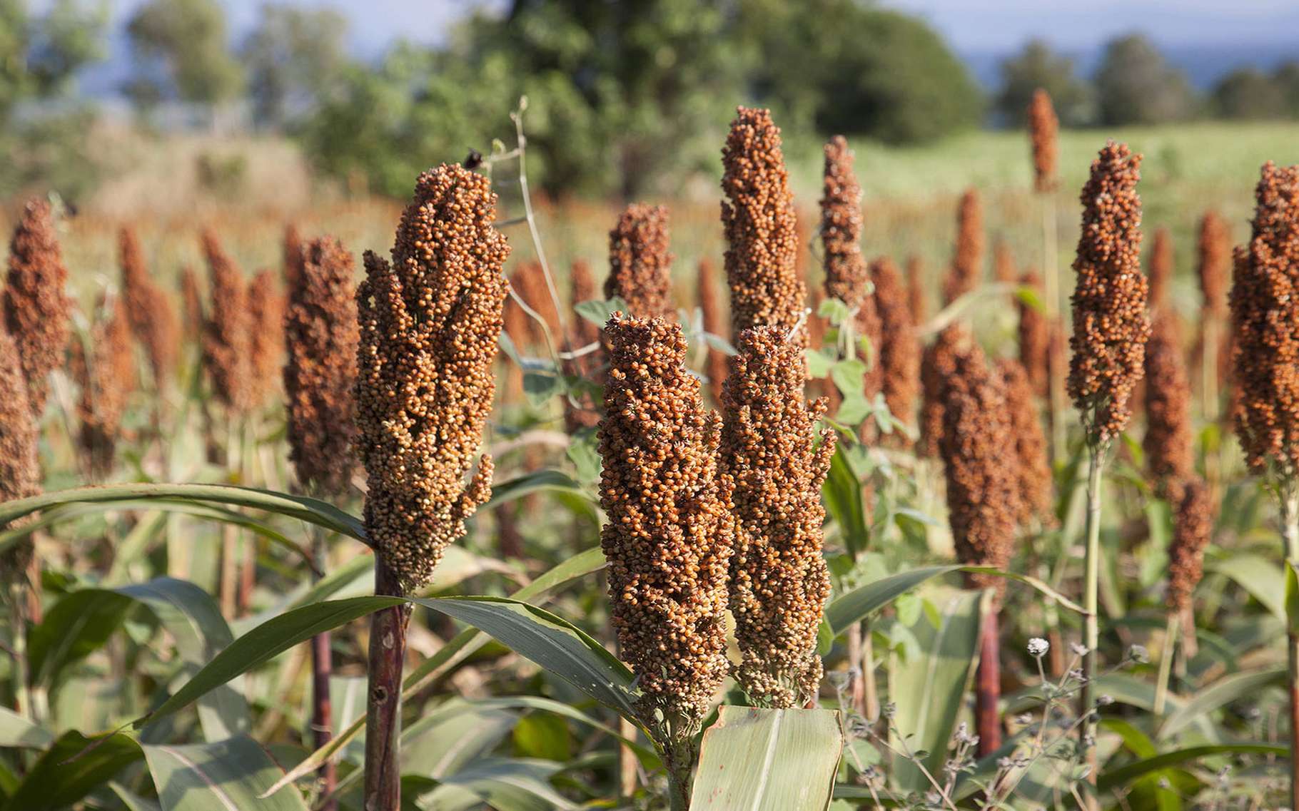 Le Mali anticipe une hausse de 12% de sa production céréalière en 2018/19