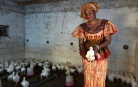 La tontine, ou le micro-crédit au féminin, fait recette au Sénégal