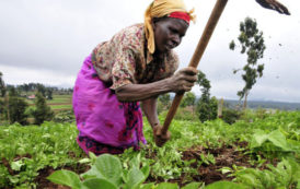 kenya / Adapter les techniques aux femmes pour produire plus