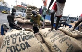 Côte d’Ivoire-commercialisation du cacao: une amélioration substantielle des exportations au niveau des ports de 33%, selon le gouvernement