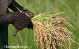 La Côte-d’Ivoire a produit “1.350 million de tonnes de riz en 2017”