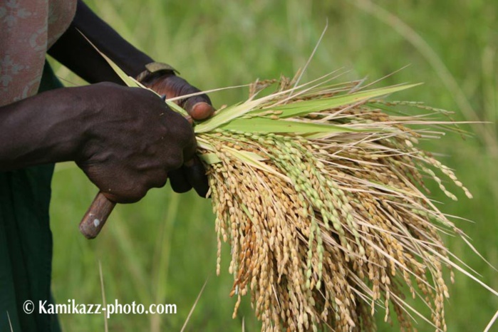 La Côte-d’Ivoire a produit “1.350 million de tonnes de riz en 2017”