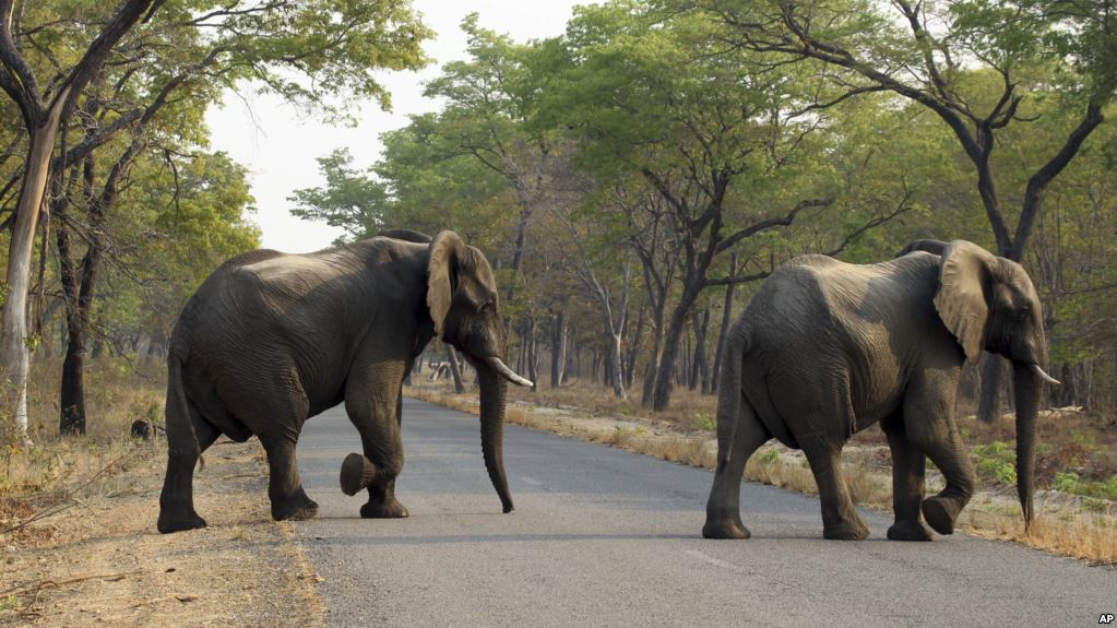 Une touriste allemande meurt piétinée par un éléphant au Zimbabwe