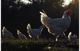 Zimbabwe : 7000 poulets morts de grippe aviaire