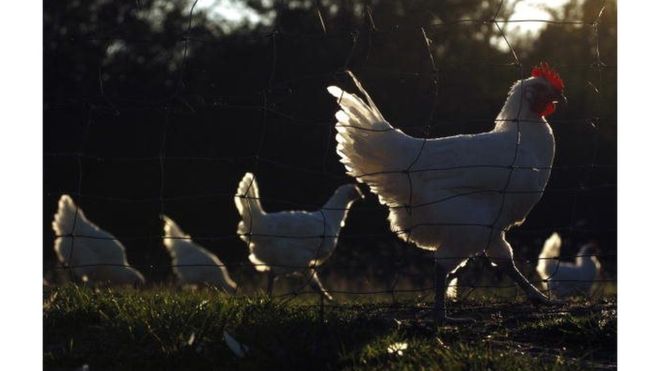 Zimbabwe : 7000 poulets morts de grippe aviaire