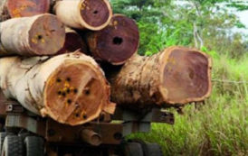 Sénégal, Ziguinchor: Une dizaine de camions gambiens et des centaines de troncs d’arbres saisis par l’Armée