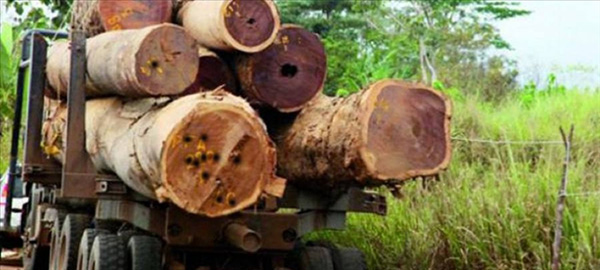Sénégal, Ziguinchor: Une dizaine de camions gambiens et des centaines de troncs d’arbres saisis par l’Armée