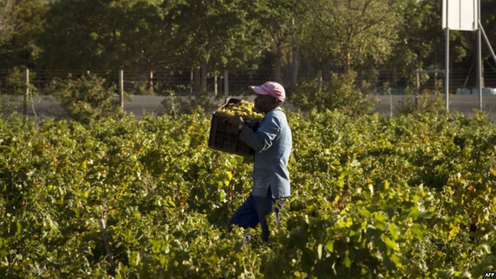 Baisse de 20,4% de la production de vin en Afrique du Sud