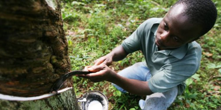 Côte d’Ivoire : bientôt la fin du calvaire pour la filière hévéa ?