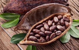 Une mission de Cocoa Board ghanéen annoncée en Côte d’Ivoire