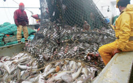 Maroc : Chambre des pêches maritimes Atlantique-Centre : Jawad Elhilali plébiscité