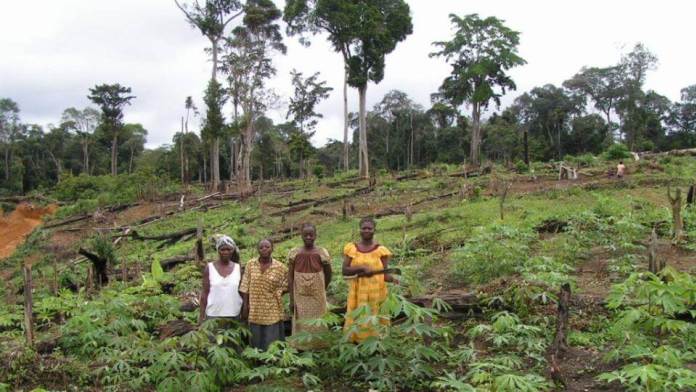 Gabon: La FAO et la BAD pour la promotion de l’employabilité des jeunes dans le secteur agricole