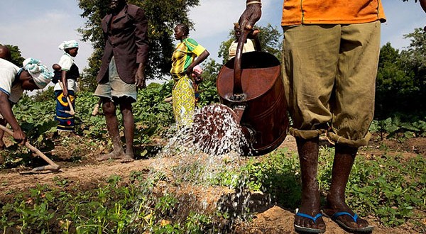 Financement de l’agriculture au Burkina: Un réseau encourage la mise en place de la banque agricole