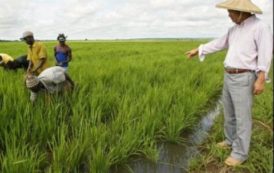 L’Afrique, à l’école chinoise de l’agriculture