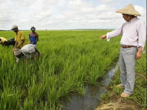 L’Afrique, à l’école chinoise de l’agriculture