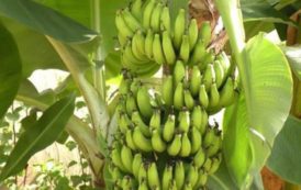 Cameroun: Fogas veut devenir leader mondial de la transformation de la banane plantain