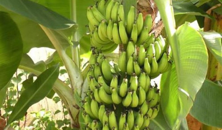 Cameroun: Fogas veut devenir leader mondial de la transformation de la banane plantain