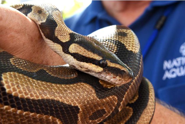 Bart le python royal se retrouve coincé dans le lobe d’oreille de sa propriétaire