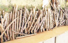 Plus de 720 000 boutures de manioc distribuées aux producteurs camerounais