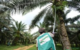 Filière palmier à huile : Palmafrique innove avec la gestion informatisée de ses plantations