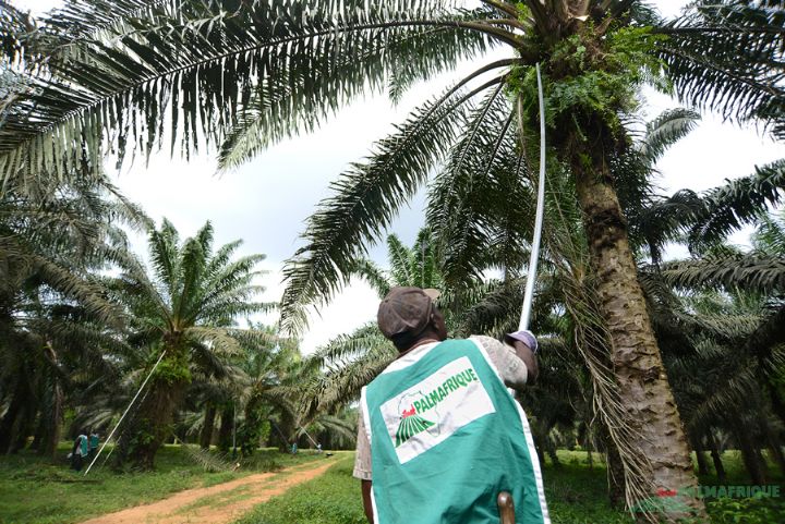 Filière palmier à huile : Palmafrique innove avec la gestion informatisée de ses plantations